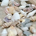 thumbnail image 6 of SPRING PARK Approx 40 Pcs Miniature Dollhouse Sea Shell Bonsai Lanscape DIY Decor, 6 of 6