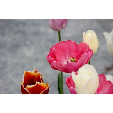 White Tulip - LAMINATED POSTER Close Blossom Flower White Red Tulip Spring Poster Print 24 x 36