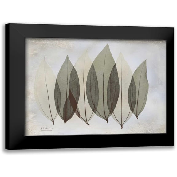 Koetsier, Albert 14x12 Black Modern Framed Museum Art Print Titled - Coculus Leaf L348