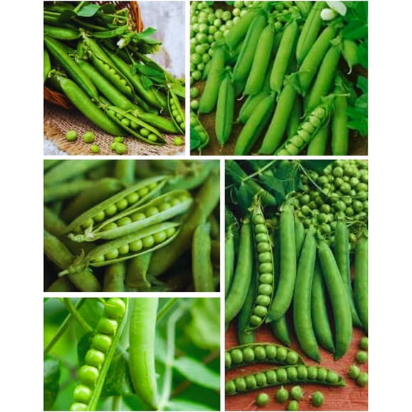 GSDWIUEW Gardener s Favorites Pea Collection-500+ Pea Seeds-5 Varieties-Little Marvel, Alderman, Green Arrow, Lincoln Homesteader & Early Alaska. All Heirloom Seeds