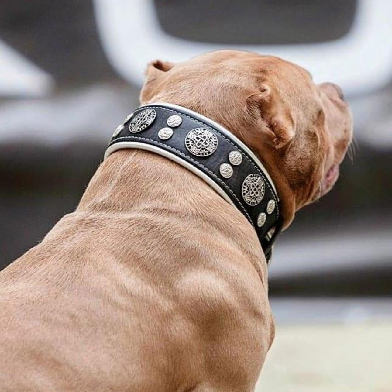 The Bestia "Hektor" Black Leather Dog Collar for Large Dog Breeds