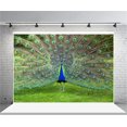 thumbnail image 2 of EREHome Polyester Fabric 7x5ft Beautiful Peacock Show Off Backdrop Common Peafowl Expanded Feathers Out Photography Background Kid Baby Girl Child Artistic Portrait Photo Studio Props Video Drape, 2 of 2
