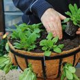 thumbnail image 5 of (Diámetro 35 CM) Cesta de flores colgante de palma de coco de hierro, maceta colgante de orquídea, maceta colgante de jardinería de pared con vegetales y flores de rábano verde suculento, 5 of 5