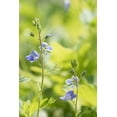 thumbnail image 2 of Stalus, Judy 13x18 White Modern Wood Framed Museum Art Print Titled - Meadow, 2 of 4