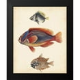 thumbnail image 2 of Unknown 15x18 Black Modern Framed Museum Art Print Titled - Antique Fish Species IV, 2 of 5