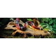 thumbnail image 3 of Exo Terra Crocodile Skull, 3 of 3