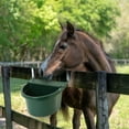 thumbnail image 4 of Little Giant 4 Gallon DuraMate Automatic Waterer with Metal Brackets, Green, 4 of 11