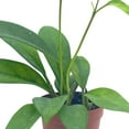 thumbnail image 3 of Hoya Pubicalyx in a 2 inch Pot, Live Rooted Potted Rare Succulent, 3 of 7