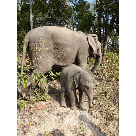 Wilderness Animal - Canvas Print Pachyderm Baby Elephant Wilderness Animals Elephant Stretched Canvas 10 x 14