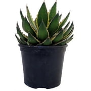Quadricolor Century Plant - Agave lophanta Quadricolor - 6" Pot
