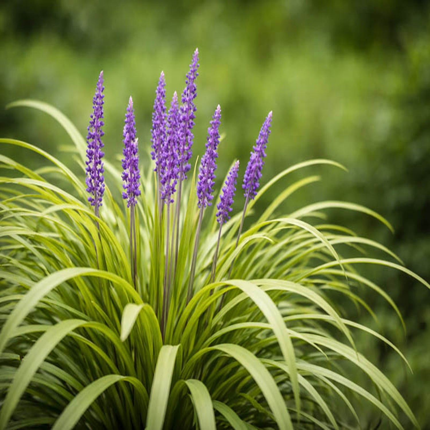 Expert Gardener 1 ft Liriope - Big Blue Live Grass in 1- Gallon Grower Pot