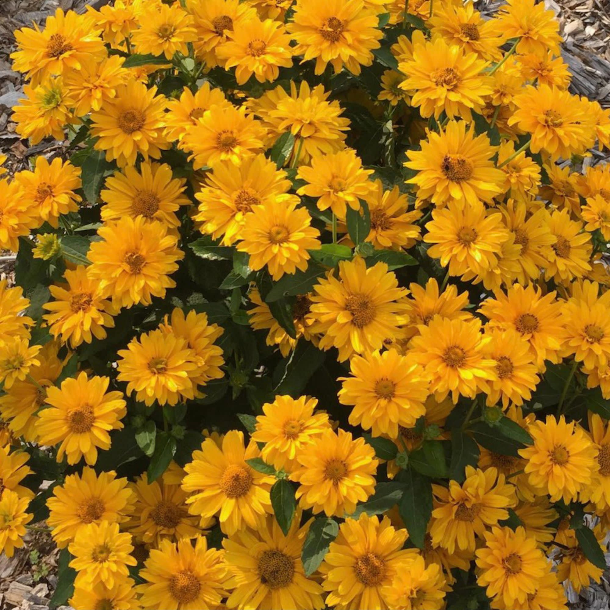 Proven Winners 5" Yellow Athena Gold False Sunflower Live Plant in 4.5" Pot (4 Count)