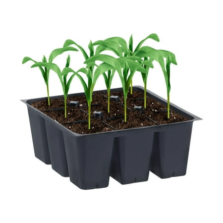 Bonnie Plants Green Peaches and Cream Corn Live Plant in Pot (6 Count)