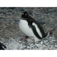 thumbnail image 2 of CafePress - Gentoo Baby Mug - 11 oz Ceramic Mug - Novelty Coffee Tea Cup, 2 of 3