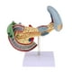 thumbnail image 2 of Modelo Anatómico Órgano Patológico Duodeno Vesícula Pancreática, Equipo de Laboratorio de Anatomía 1: 1, 2 of 7