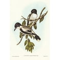 thumbnail image 2 of Gould, John 17x24 White Modern Wood Framed Museum Art Print Titled - Silvery-backed Butcher-Bird-Cracticus argenteus, 2 of 4