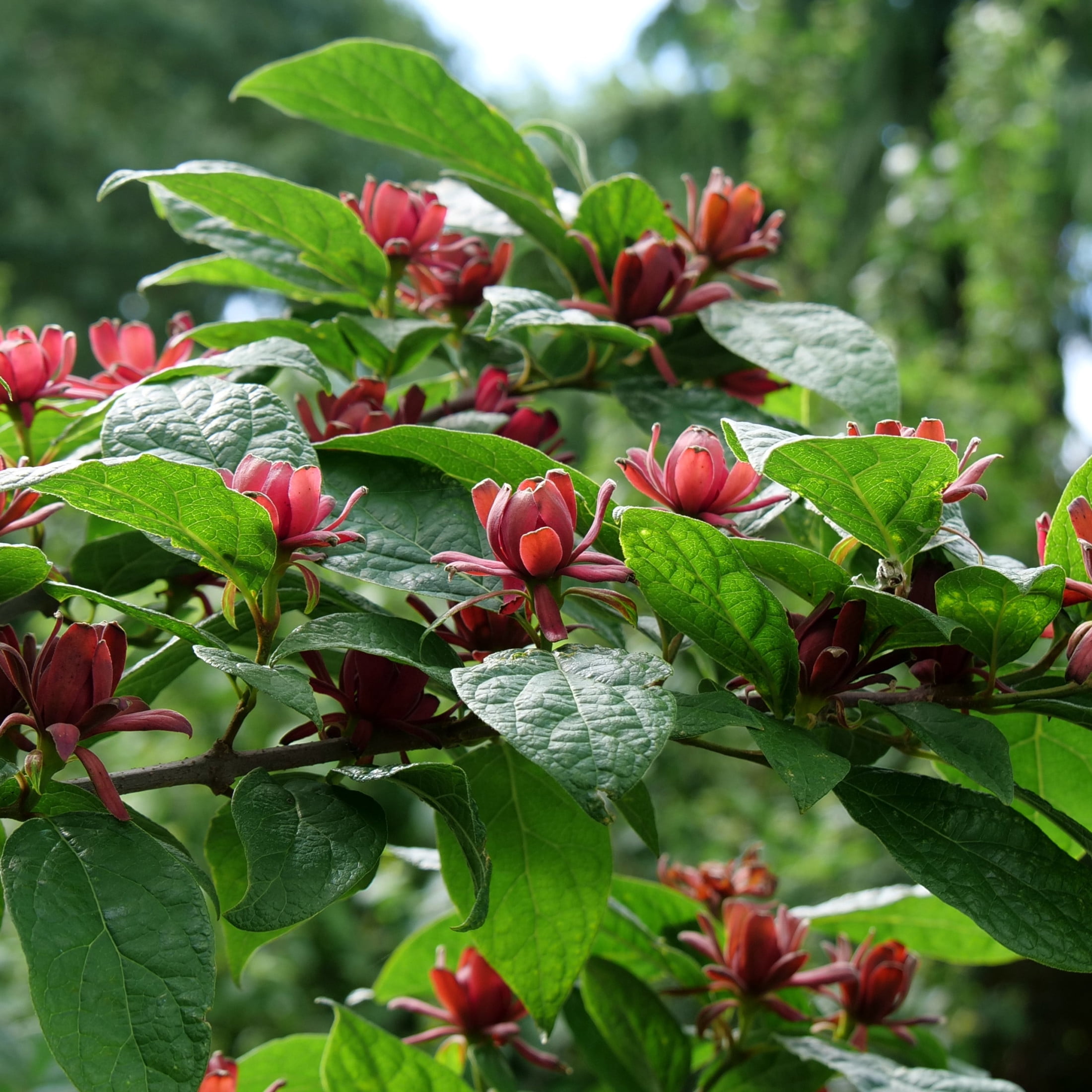 Proven Winners ColorChoice 5" Red Simply Scentsational Sweetshrub Live Plant in 4.5" Pot (4 Count)