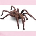 thumbnail image 2 of CafePress - Tarantula Infant Bodysuit - Baby Light Bodysuit, Size Newborn - 24 Months, 2 of 4
