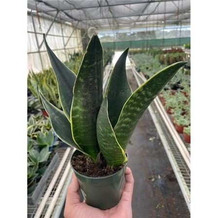 House Plant Dropship 4-SNAKE-FABI 4 in. Pot Snake Fabi Plant