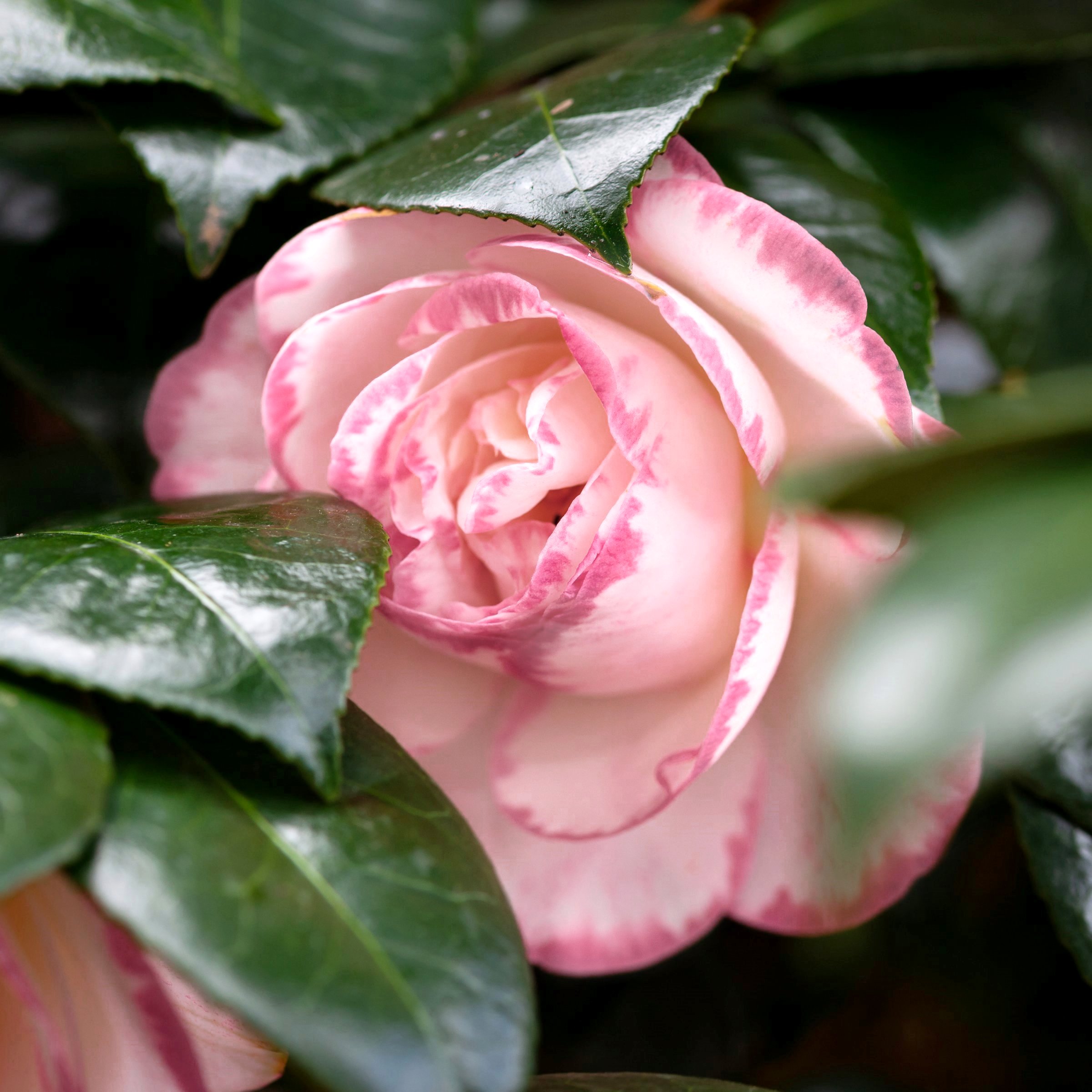 National Plant Network 1 gal. Camellia Sasanqua Leslie Ann Shrub