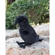 thumbnail image 3 of Peluches de cuervo de pico grande y suave de 20 cm de alto, animales de peluche de cuervo de pájaros negros realistas, regalos para niños, 3 of 4