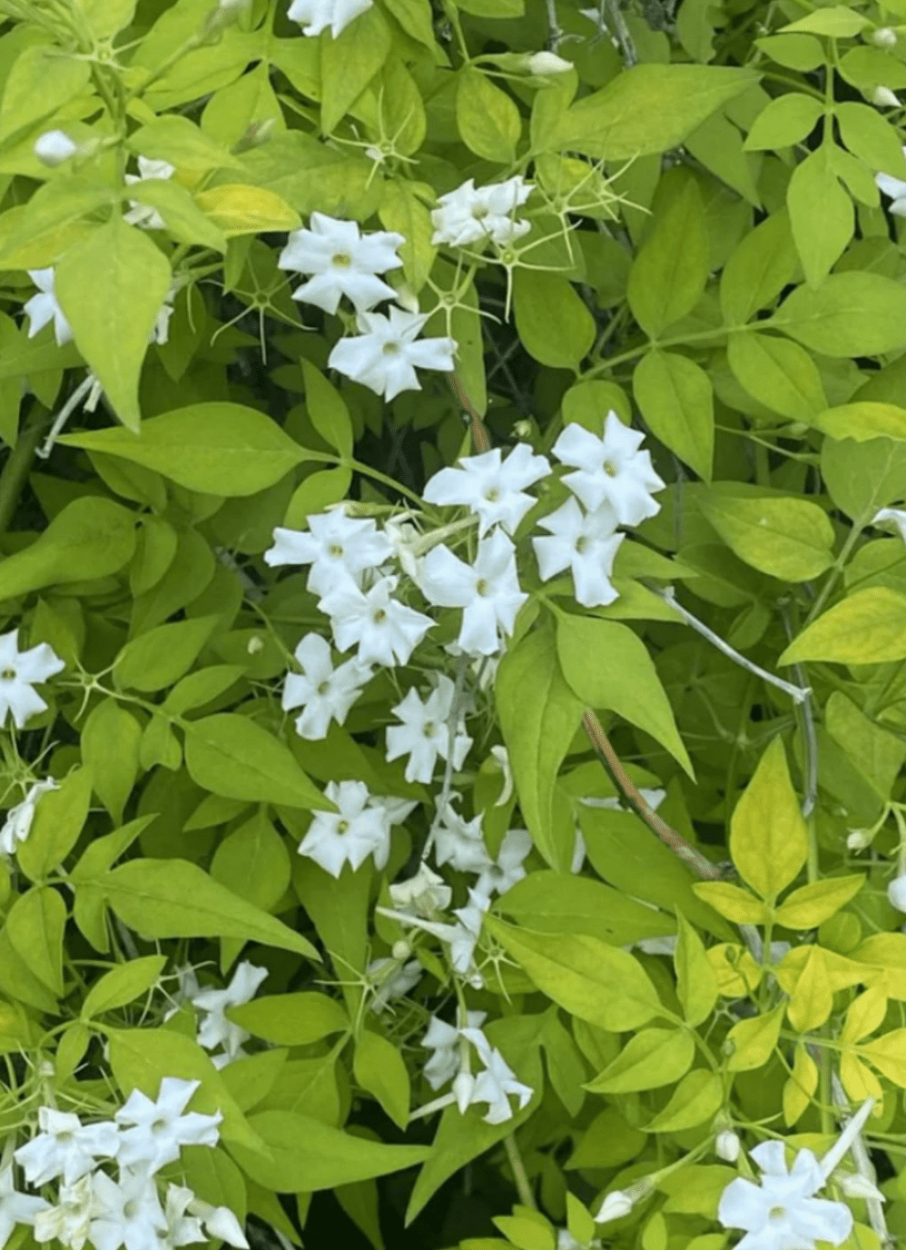 Golden Poet's Jasmine or Jasminum officinale ‘Fiona Sunrise’, 1 Count