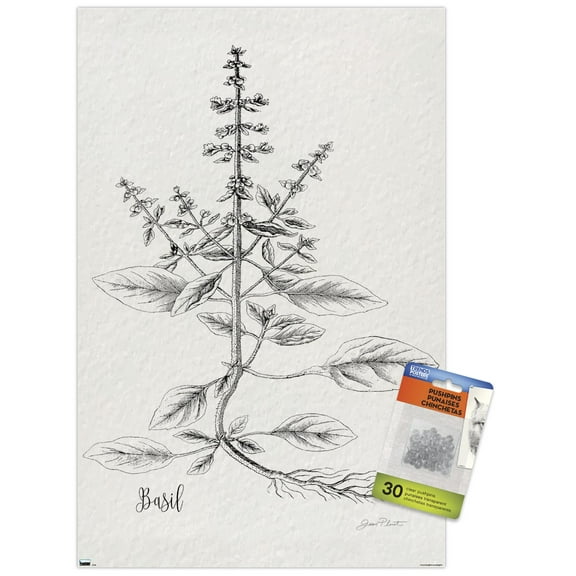 Jean Plout - Botanical Studies on Paper Basil Wall Poster with Push Pins, 14.725" x 22.375"