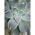 thumbnail image 4 of Jason Johnson 12x14 Black Modern Wood Framed Wall Art Titled - Hanging Garden Succulent I, 4 of 6