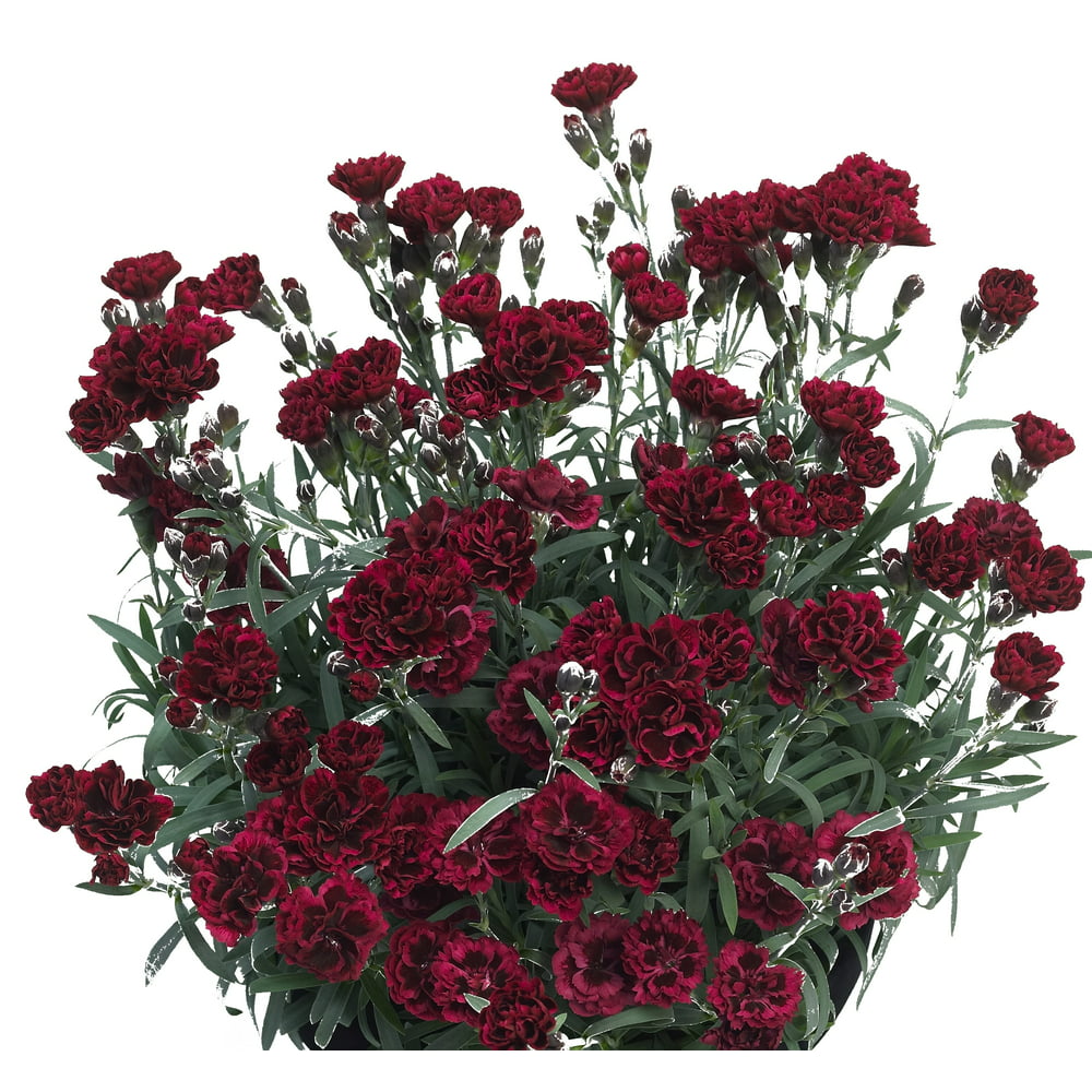 Better Homes and Gardens Outdoor Live Plant Dianthus Odessa 2.5QT ...