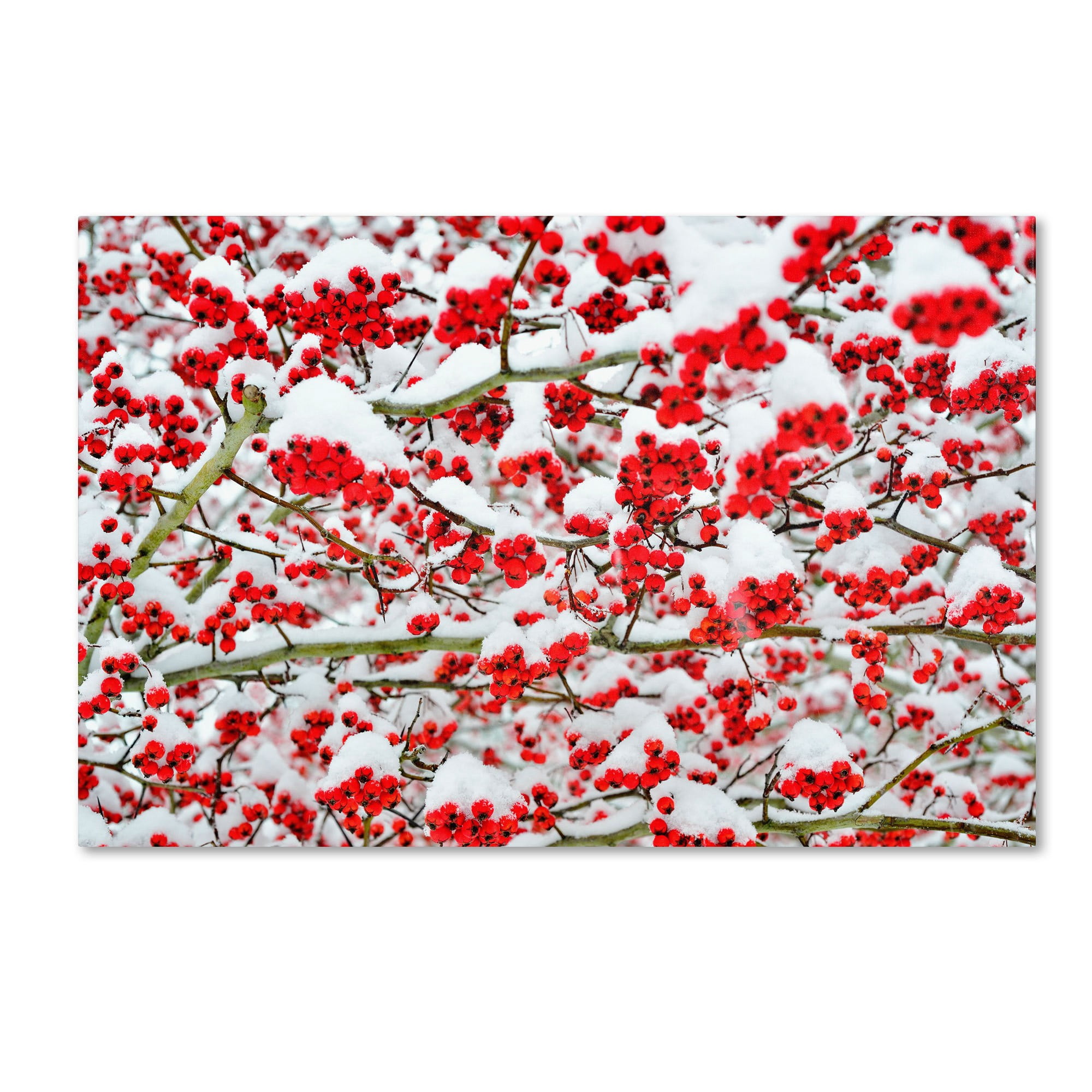 Trademark Fine Art "Winter Berries in the Snow" Canvas Art by Kurt Shaffer