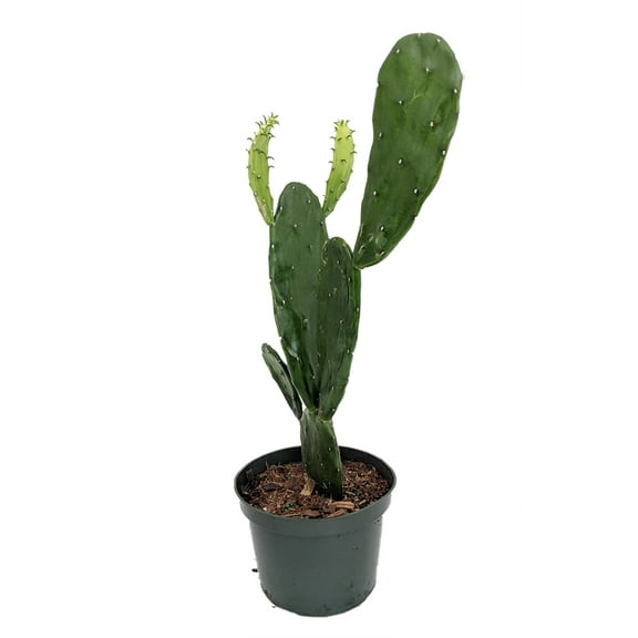 Prickly Pear Cactus - Opuntia - Great Houseplant - Easy - 6" Pot
