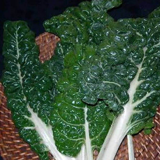 Swiss Chard Garden Seeds Fordhook Giant 4 Oz Non Gmo Heirloom Vegetable Gardening Microgreens Seeds Walmart Com Walmart Com