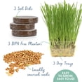 thumbnail image 2 of The Cat Ladies Organic Cat Grass Kit 3 Count, BPA-Free Pots with Locally Sourced Seeds, Easy to Grow and Pet Safe, 2 of 7