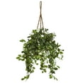 thumbnail image 1 of Stephanotis dans un Panier Suspendu, 1 of 5