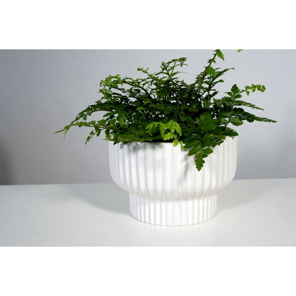 植木鉢 pep WH White Ceramic Planter | Ceramic planters for nurseries - Walmart
