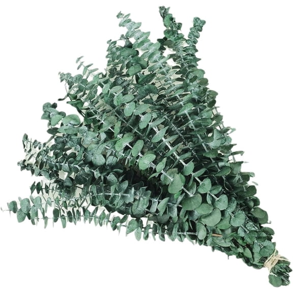 Dried Preserved Eucalyptus Plant Bundle,Real Natural 12 Stems Eucalyptus Leaves, 17'' Fresh Eucalyptus for Shower, Aromatherapy, Flower Vase,Arrangements Wedding,Home Greenery Decor (Green)