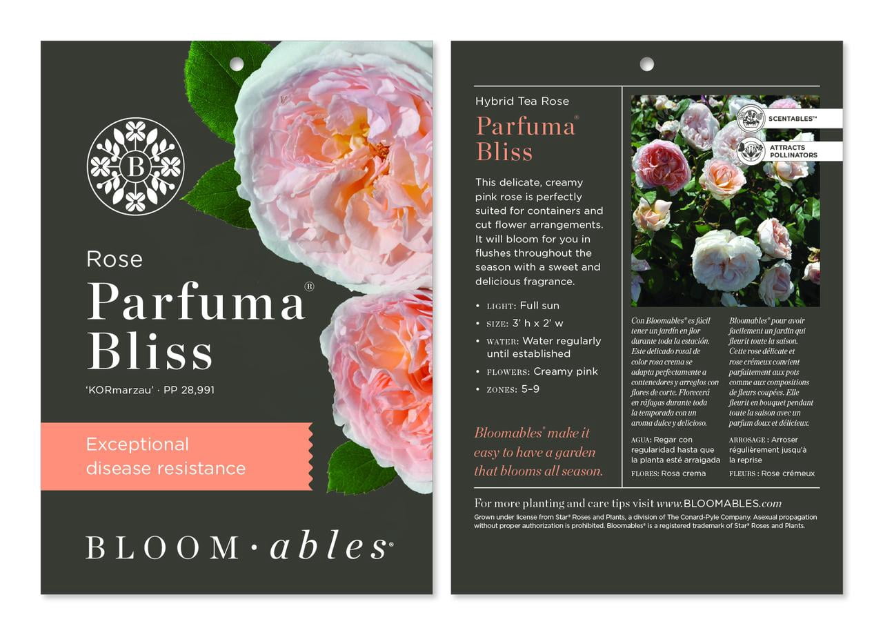 Scentables™ Parfuma® Bliss Hybrid Tea Rose - Peach Blooms - Live Plants - 2 Piece