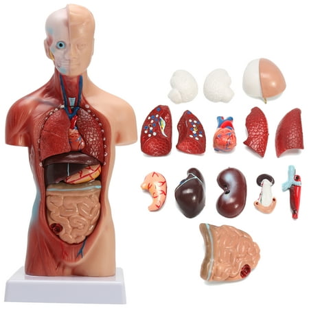 Mrosaa Human Anatomy Model Viscera Heart Brain Skeleton Medical - Anatomical Teaching Toy Model, (Best Anatomical Heart Model)