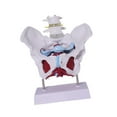 thumbnail image 2 of Yinanstore Female Pelvis Model Learning Display Medical Teaching Skeleton Medical Model Style D, 2 of 8