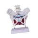 thumbnail image 2 of Modelo de pelvis femenina, modelo de esqueleto femenino, pantalla anatómica de PVC, artículo educativo. Estilo D, 2 of 9