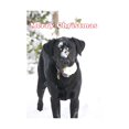 thumbnail image 1 of Kevin Milner - Tarjeta Navideña Labrador In The Snow (Blanco, Negro, Verde), 1 of 2