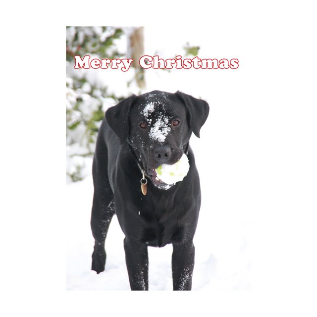 Kevin Milner - Tarjeta Navideña Labrador In The Snow (Blanco, Negro, Verde)