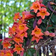 Brighter Blooms - Tangerine Beauty Crossvine, 5 gal. - No Shipping To AZ