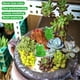 thumbnail image 3 of 100 Piezas Mini Rana Decoración de Jardín Figuras de Rana Verde Decoración del Hogar en Miniatura Pequeñas Ranas de Plástico Decoración de Jardín de Hadas, 3 of 5