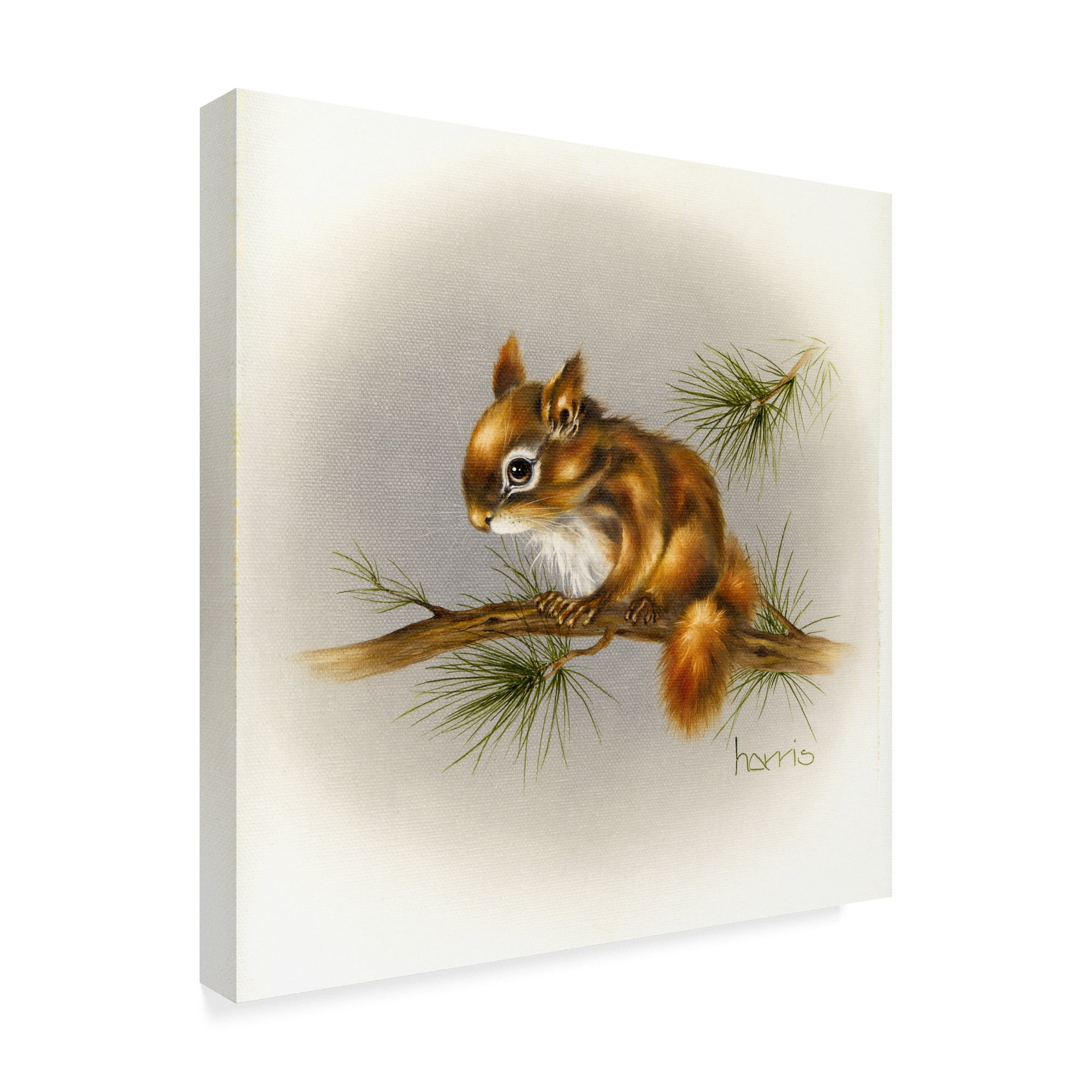 Trademark Fine Art 'Rockabye Baby Squirrel' Canvas Art by Peggy Harris