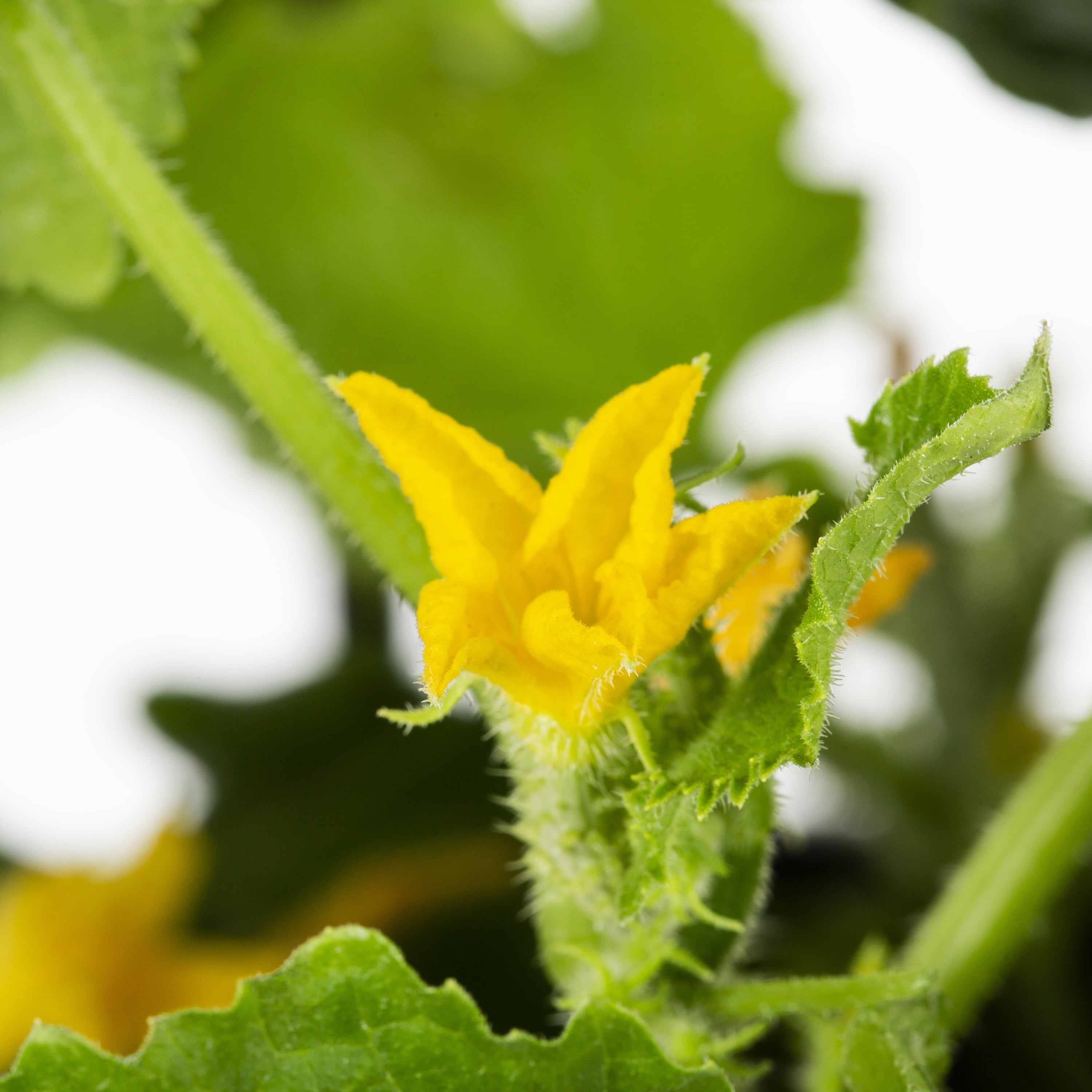 Expert Gardener 1PT Burpless Cucumber Live Edible Plant Sun 6-Pack