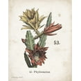 thumbnail image 2 of Babbitt, Gwendolyn 26x32 White Modern Wood Framed Museum Art Print Titled - Cacti I, 2 of 4