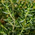 thumbnail image 4 of Bonnie Plants English Thyme 19.3 oz. 2-Pack, 4 of 12