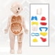 thumbnail image 4 of 14PCS Creative Kid 3D Puzzle Human Body Anatomy Model Educational Learning Organ Assembled Toy, Body Organ Teaching Tool For Children DIY Assembled Medical Early Education Toys, 4 of 4