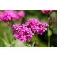 thumbnail image 2 of 1000 TALL CATCHFLY (Campion / None So Pretty) Silene Armeria Pink Flower Seeds, 2 of 7